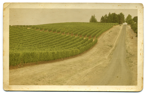 Vineyard over rolling hill with dirt road; 
