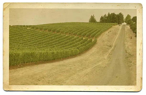 Vineyard over rolling hill with dirt road; "hand-tinted" treatment on grungy, stained antique postcard stock.