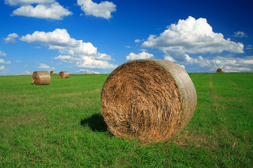 Alfalfa bales, rolls in the field on green grass and trees on the horizon
