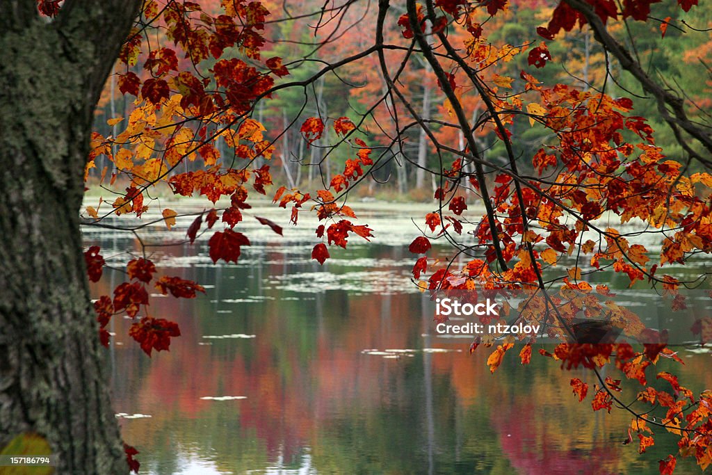 Herbstlaub - Lizenzfrei Kanada Stock-Foto