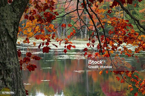 Herbstlaub Stockfoto und mehr Bilder von Kanada - Kanada, Birke, Landschaft
