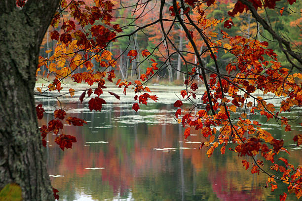 Autumn foliage with lake in the background stock photo