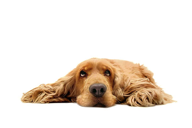 What a dog day !  lying down stock pictures, royalty-free photos & images