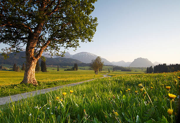 春の草地 - meadow bavaria landscape field ストックフォトと画像
