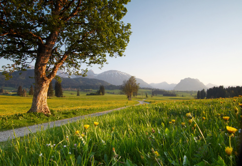 Rural landscape with vertical hay rack (kozolec - hayrack) on green meadow. Triglav National Park, Julian Alps, Gorenjska (upper Carniola), Slovenia, central Europe.