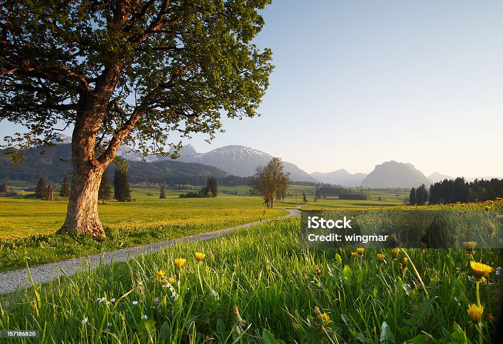 Primavera meadow - Foto de stock de Paisagem - Cena Não-urbana royalty-free