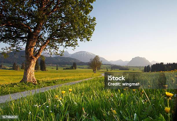 Foto de Primavera Meadow e mais fotos de stock de Paisagem - Cena Não-urbana - Paisagem - Cena Não-urbana, Paisagem - Natureza, Baviera