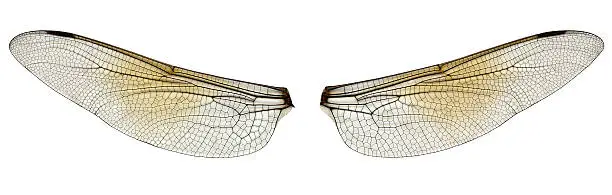 Photo of dragonfly wings