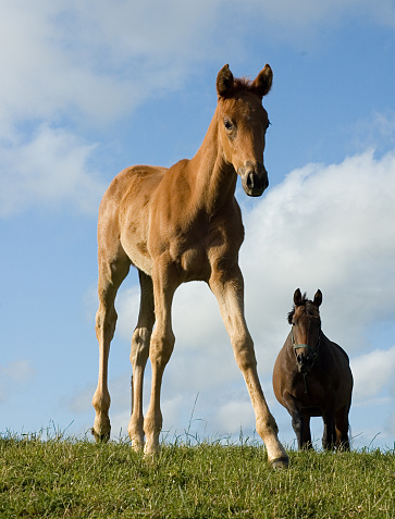 A young foal photographed coming down a hill towards the camera.