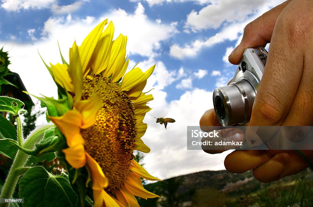 Point and Shoot - Lizenzfrei Biene Stock-Foto