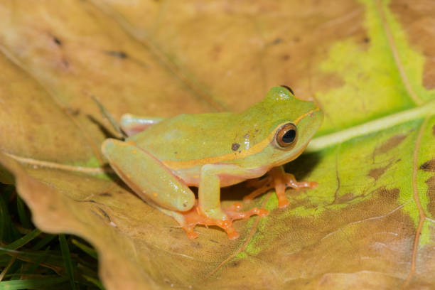 istock Yellow-striped reed frog (Hyperolius semidiscus) 1571870424
