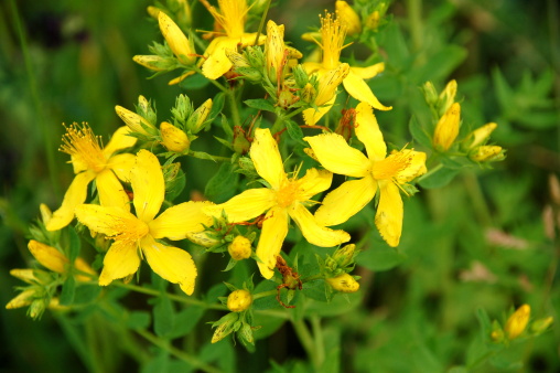 Evening Primrose on Green Background