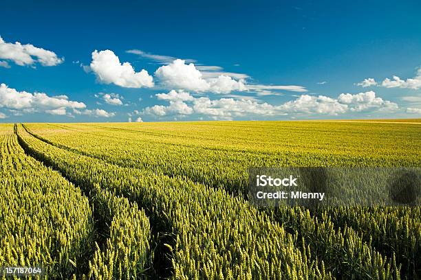 Paesaggio Estivo - Fotografie stock e altre immagini di Campo - Campo, Grano - Graminacee, Blu