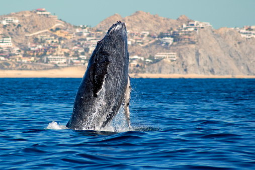 Beautiful specimen of humpback whale emerging from the deep sea and jumping with joy in the sea of Cortez, in Cabo San Lucas in the state of Baja California Sur, Mexico.
