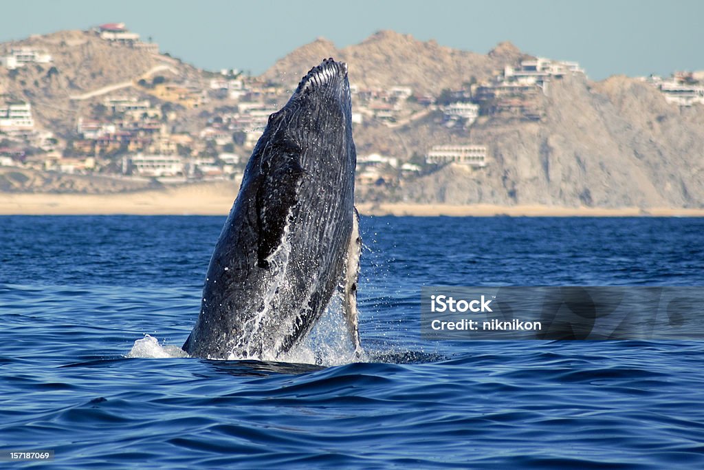 Humpback whale rising from the sea similar images:  Cabo San Lucas Stock Photo