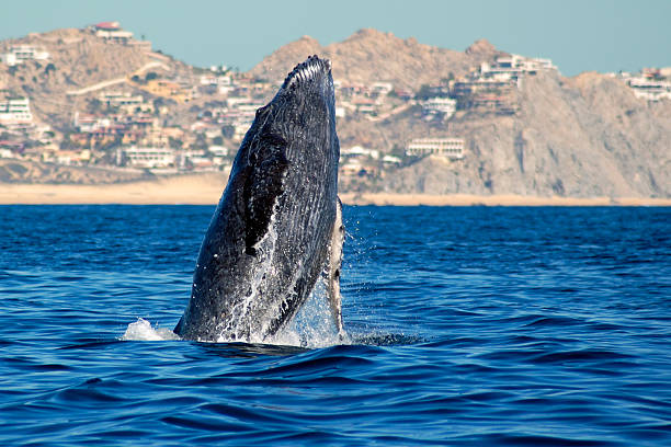 Humpback whale rising from the sea similar images:  baja california sur stock pictures, royalty-free photos & images