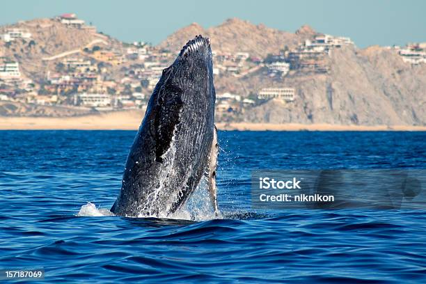 Humpback Whale Rising From The Sea Stock Photo - Download Image Now - Cabo San Lucas, Whale, Mexico