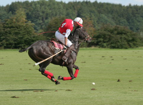 Horses Polo Run In The Game.