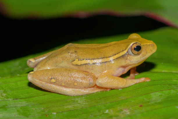 istock Yellow-striped reed frog (Hyperolius semidiscus) 1571871478