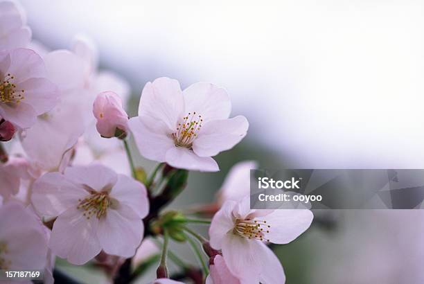 Rosa Kirschblüten Stockfoto und mehr Bilder von Ast - Pflanzenbestandteil - Ast - Pflanzenbestandteil, Baum, Baumblüte