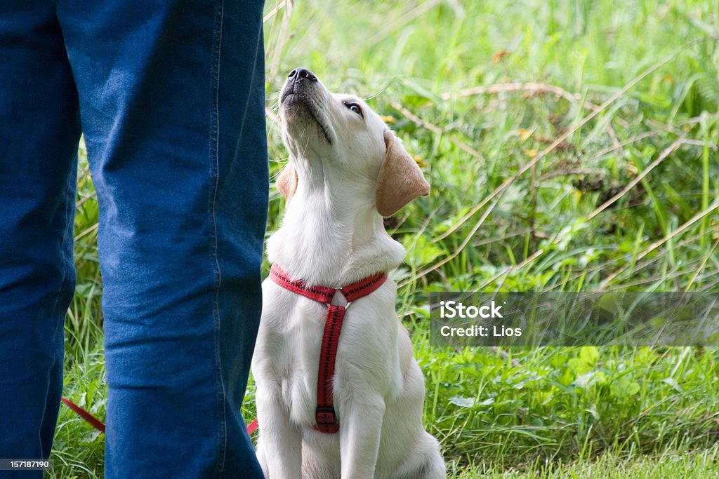 Лабрадор Щенок - Стоковые фото Собака роялти-фри
