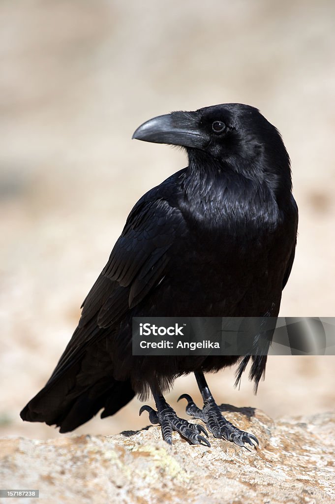 Crow (1) A crow sitting on a rock. Crow - Bird Stock Photo