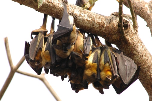 Fruit bats sleeping during the day