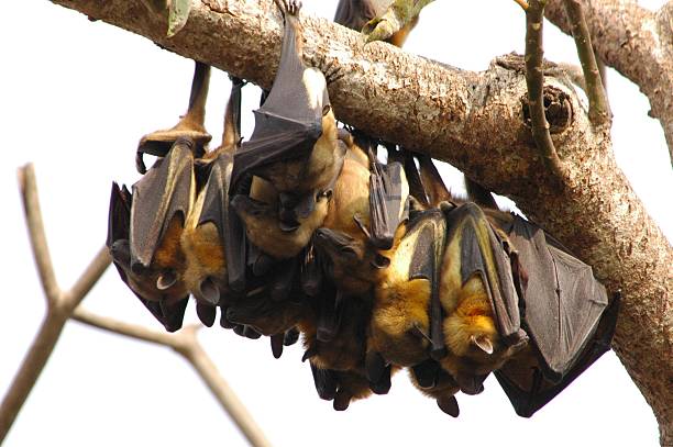Fruit bat colony Fruit bats sleeping during the day fruit bat photos stock pictures, royalty-free photos & images
