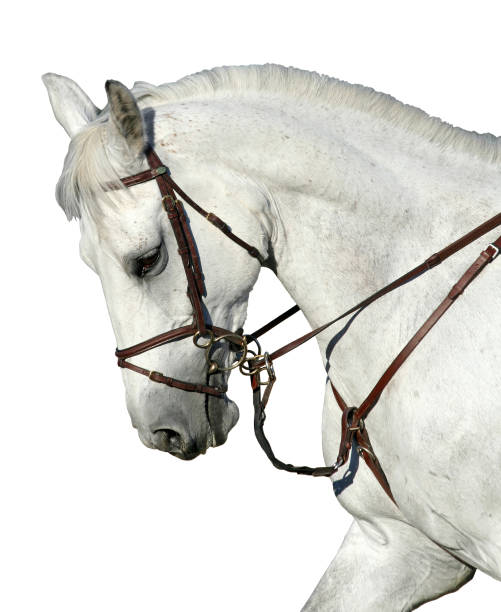 istock Horse isolated on White 157187299