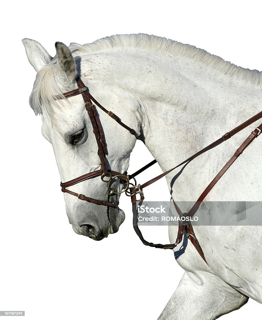 Лошадь изолированные на белом - Стоковые фото Белая лошадь роялти-фри