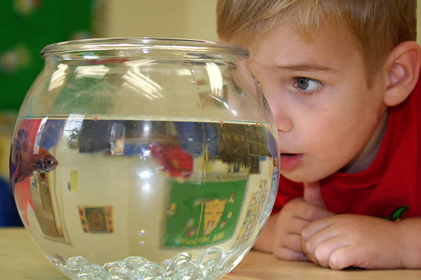 Little boy looking into a goldfish bowl.