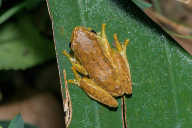istock Yellow-striped reed frog (Hyperolius semidiscus) 1571875804