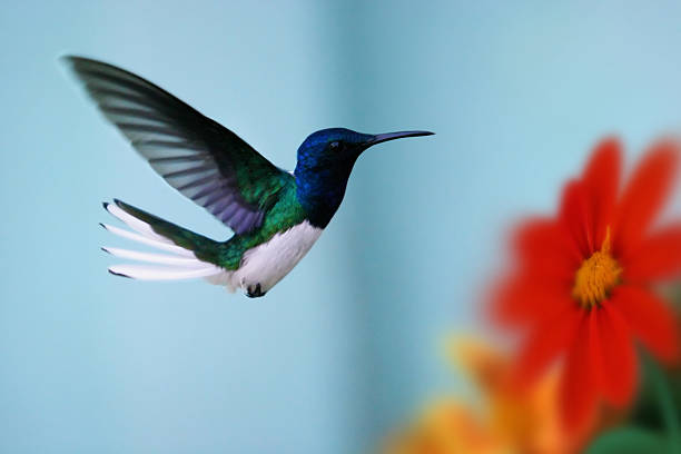 A small hummingbird near flowers frozen in action with it's wings perfectly outstretched against a colorful background. Small amount of motion blur toward the tip of the wing and some grain.