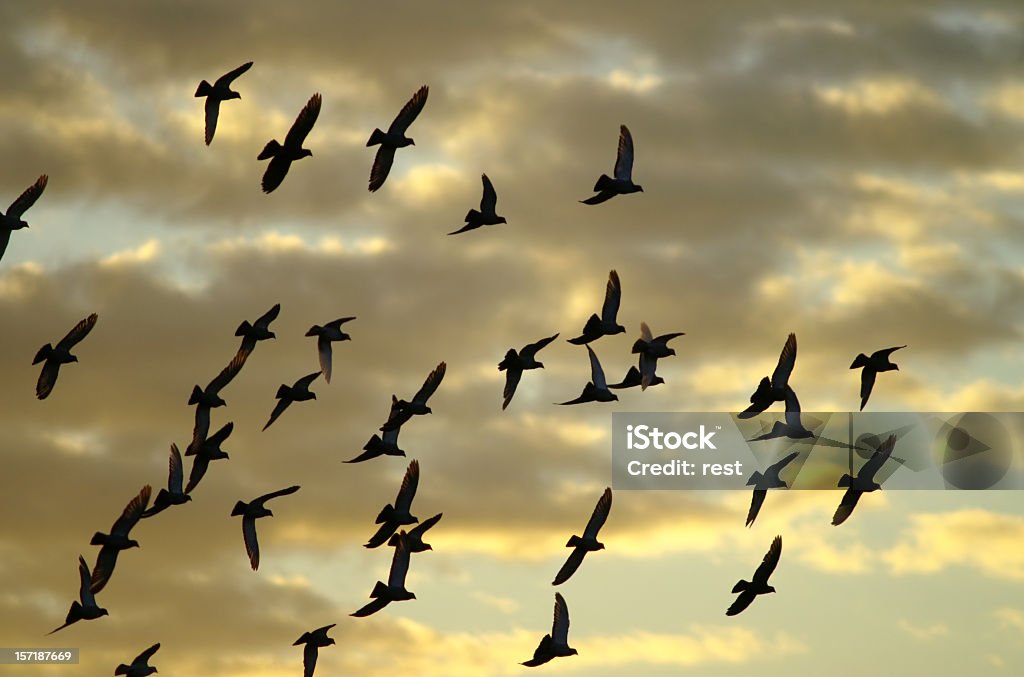 flying entfernt - Lizenzfrei Abschied Stock-Foto