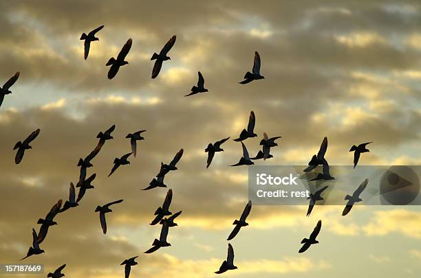 Flying Dala Od - zdjęcia stockowe i więcej obrazów Migracja zwierząt - Migracja zwierząt, Odejście, Ptak