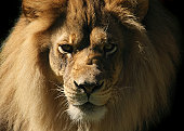 Lion Looking at Camera, Close-up Head and Shoulder Animal Portrait