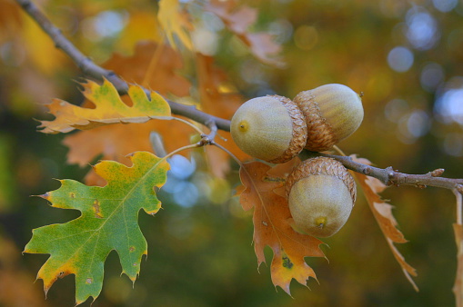 open hedgehog with chestnuts inside hanging on a tree in a forest in Tuscany, Italy. Chestnuts harvest period.