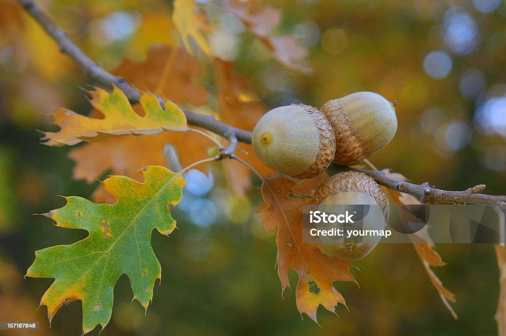 Fall Colors Acorns  Acorn Stock Photo