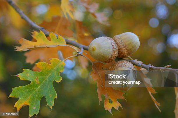 Fall Colors Acorns Stock Photo - Download Image Now - Acorn, Oak Tree, Autumn