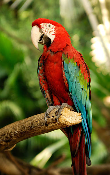 green wings macaw scarlet macaw green winged macaw stock pictures, royalty-free photos & images