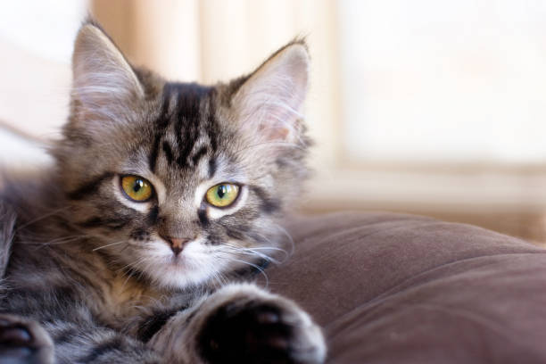 istock Portrait of a Maine Coon Kitten 157187916