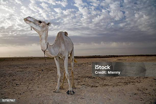 인명별 낙타 사하라 사막 낙타에 대한 스톡 사진 및 기타 이미지 - 낙타, 알비노, 단봉낙타