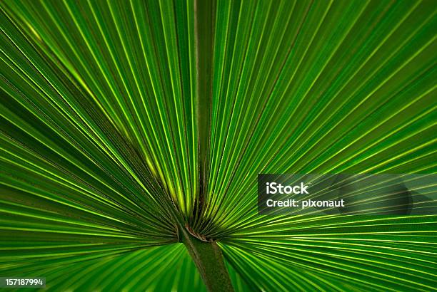 Palm Leaf Stock Photo - Download Image Now - Abstract, Abstract Backgrounds, Backgrounds