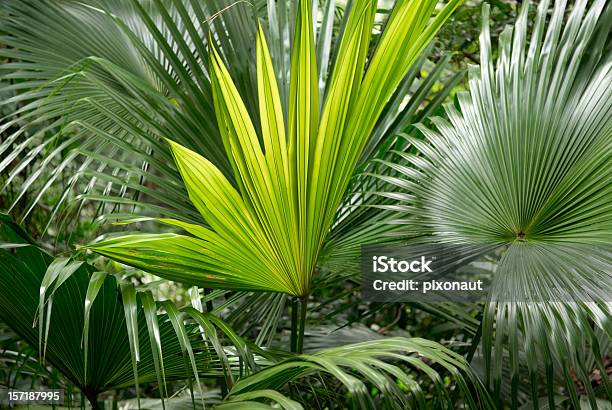 Foto de Folhas De Palmeira e mais fotos de stock de Palmeira - Palmeira, Primeiro plano, Folha