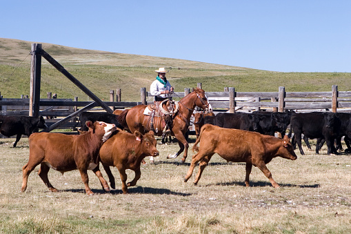 Heding Cows Herding Cattle Stock Photo - Download Image Now - Adult, Adults Only ...