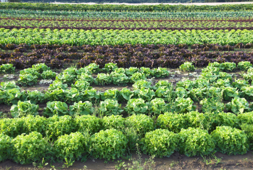 field with different sorts of lettuces