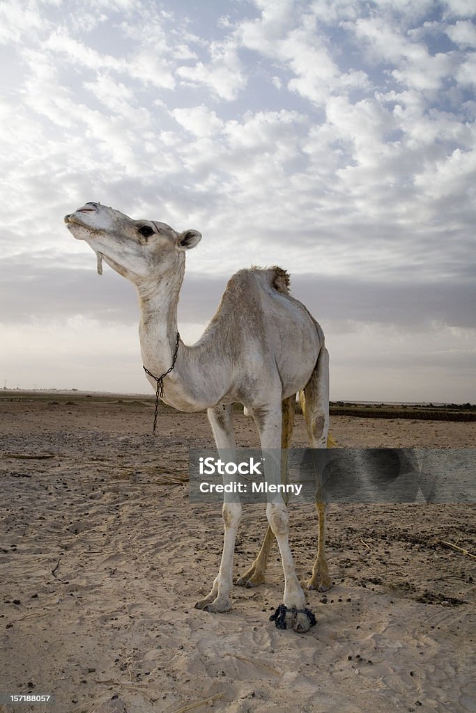 Cammello nel deserto - Foto stock royalty-free di Abbandonato