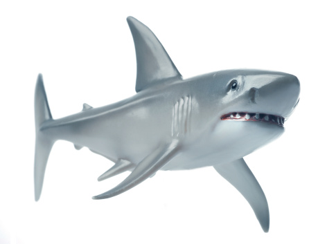 a great white shark toy on white