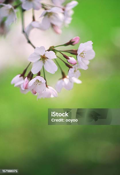 Foto de Flores De Cerejeiras Em Flor De Início e mais fotos de stock de Botão - Estágio de flora - Botão - Estágio de flora, Cabeça da flor, Comemoração - Conceito