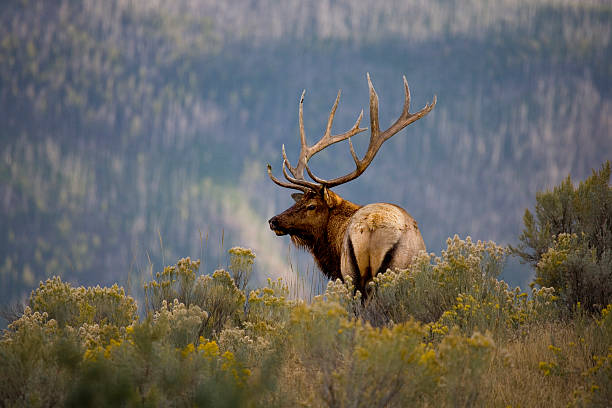 gran bull elk en un telón de fondo pintoresco - ciervo de américa del norte fotografías e imágenes de stock
